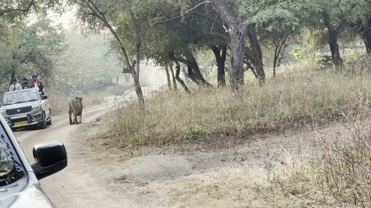 Intense Lion Fight in Gir Jungle | Brothers Battle for Dominance