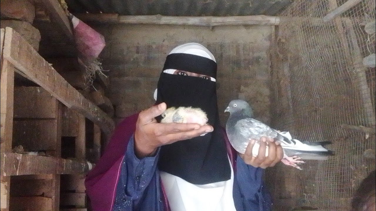 Kabutar l pigeon l 