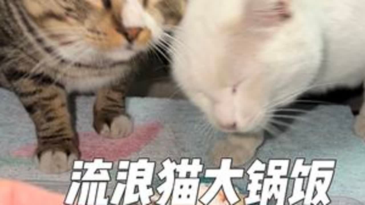 流浪猫大锅饭 香香饭咪咪爱 #猫咪配餐 #我和流浪猫的故事 #猫猫治愈一切
