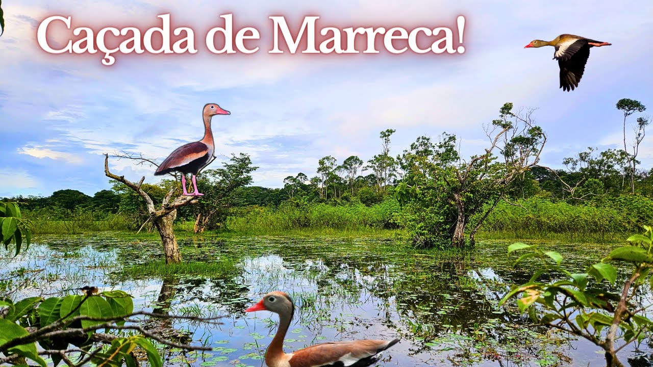 Caçada de Marreca!