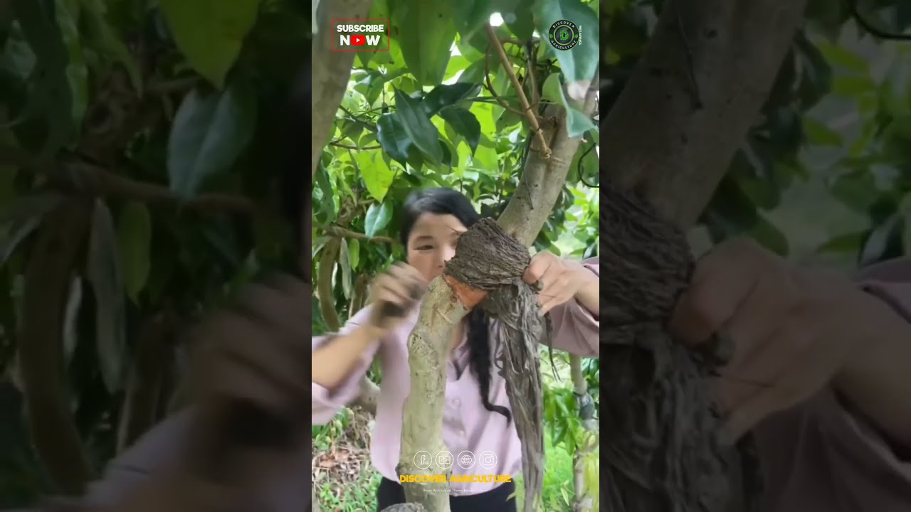 Air Layering Plant Propagation Technique