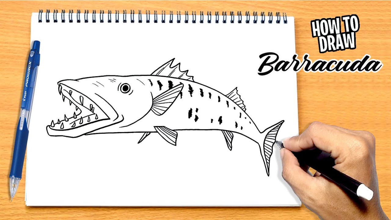 How to draw Barracuda