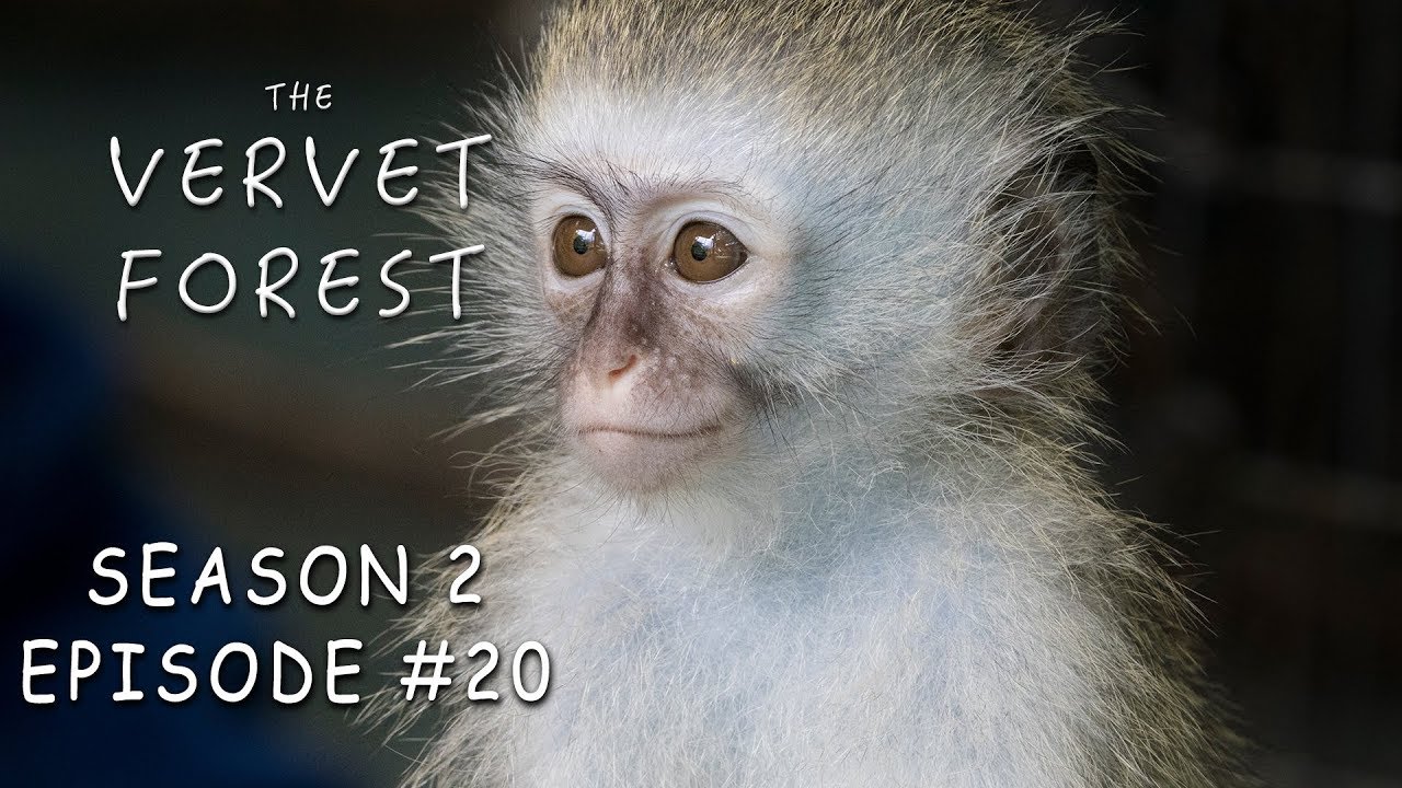 Baby Monkey's Leg Amputated / Vera Pulls The Greatest Monkey Stunt - Vervet Forest - S2 Ep20