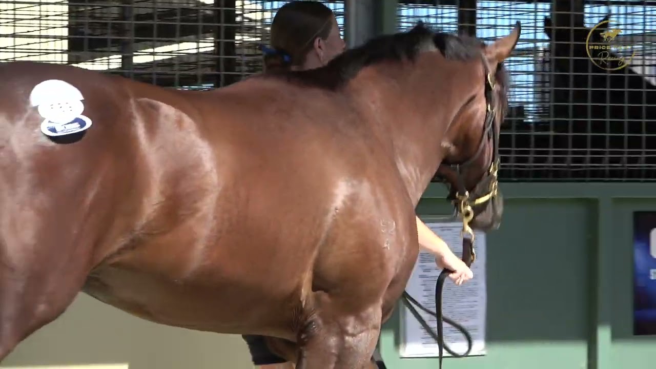 2026 Gold Coast Magic Millions Harry Angel x Movie Matinee