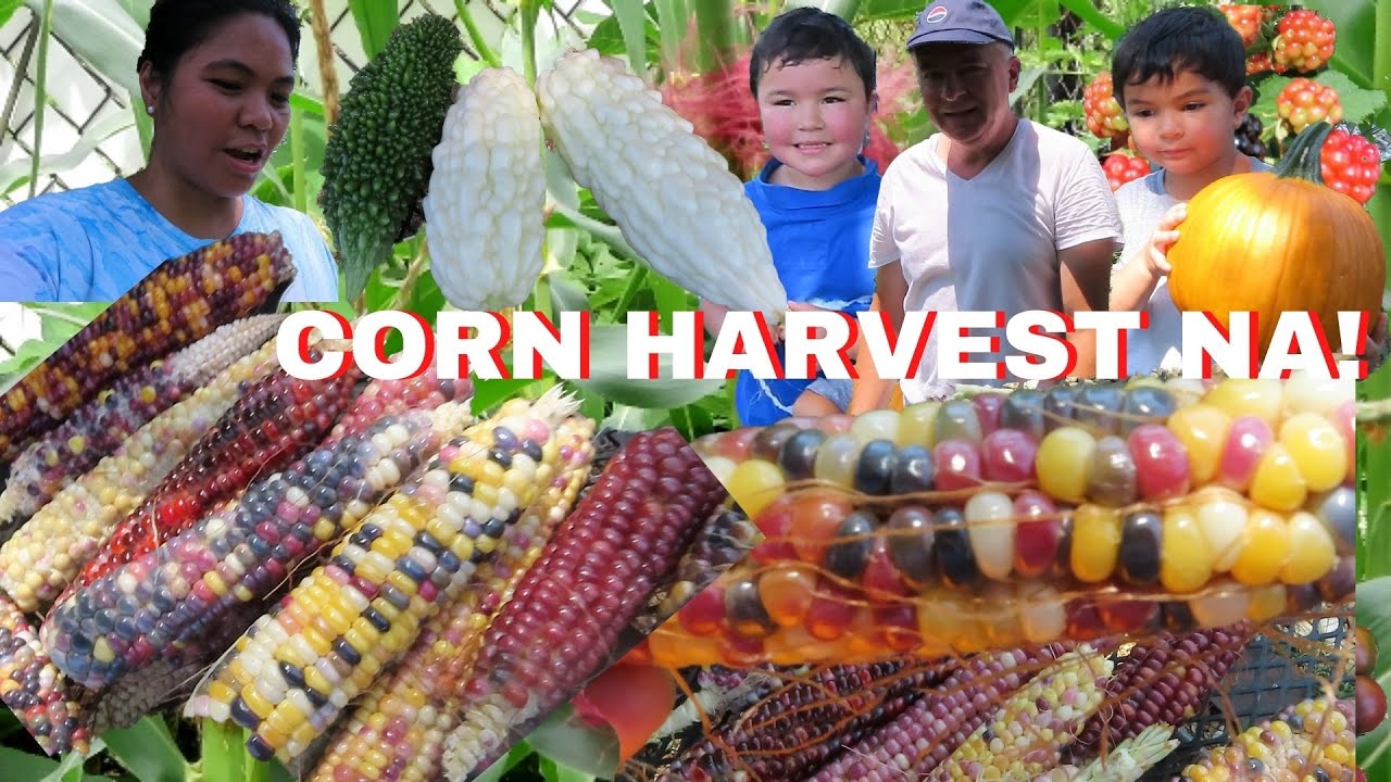 BUHAY AMERIKA: CORN HARVEST NA! MAKULAY NA HARVEST SA INYONG LAHAT !:D FIL-AM FAMILY VLOG