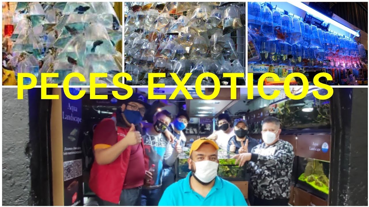 LOCALES DEL MERCADO MORELOS CON PECES EXOTICOS ft MARIO BLOGS Y AQUATECNOLOGICOS