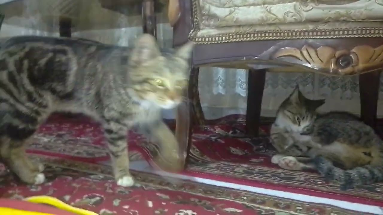 ۱۱ فوریهٔ ۲۰۲۶