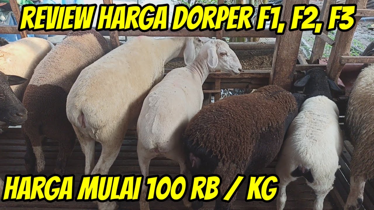 REVIEW HARGA DOMBA DORPER F1, F2, F3 HARGA MULAI 100 RIBU / KG DI KANDANG IRFAN KAMIL FARM