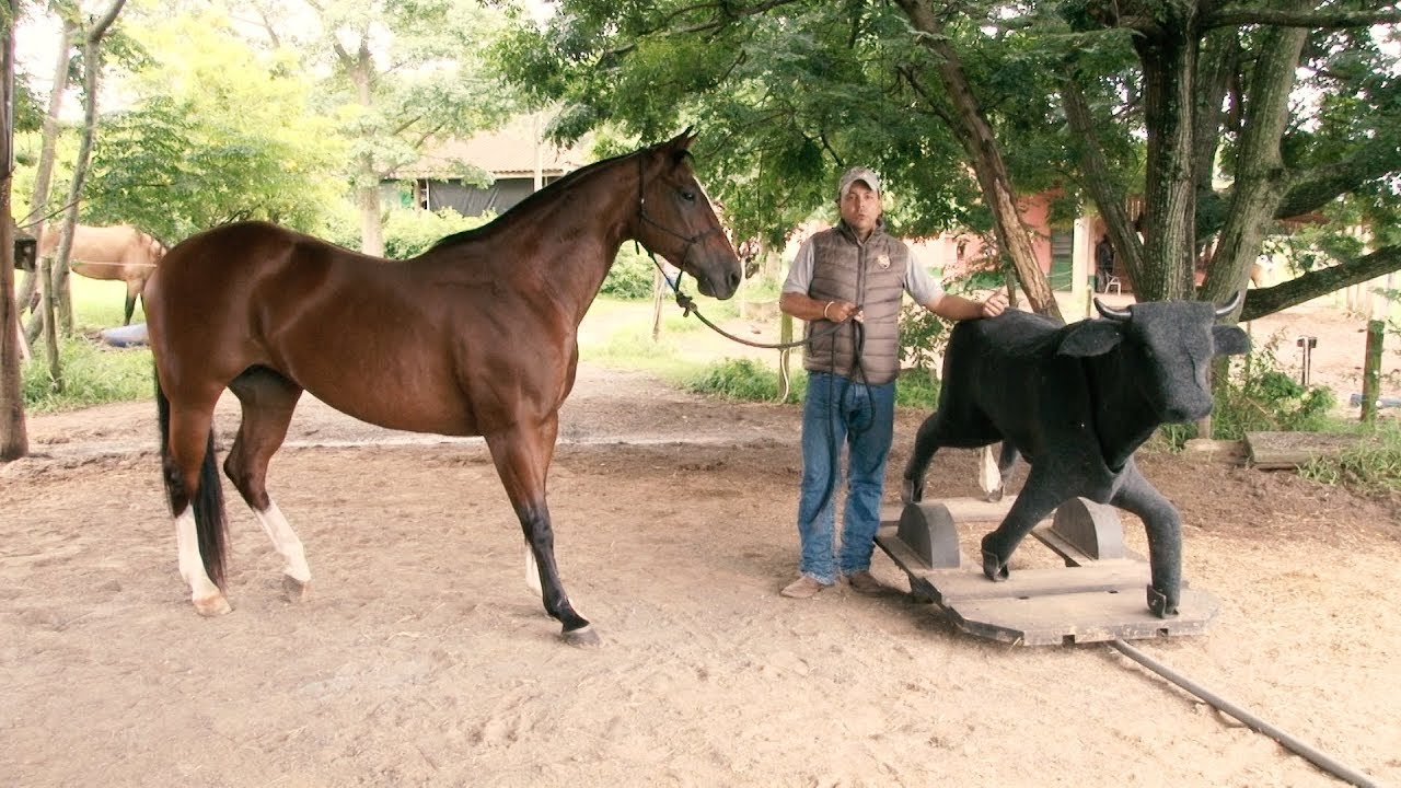 TV UC - Cavalo que tem medo das coisas