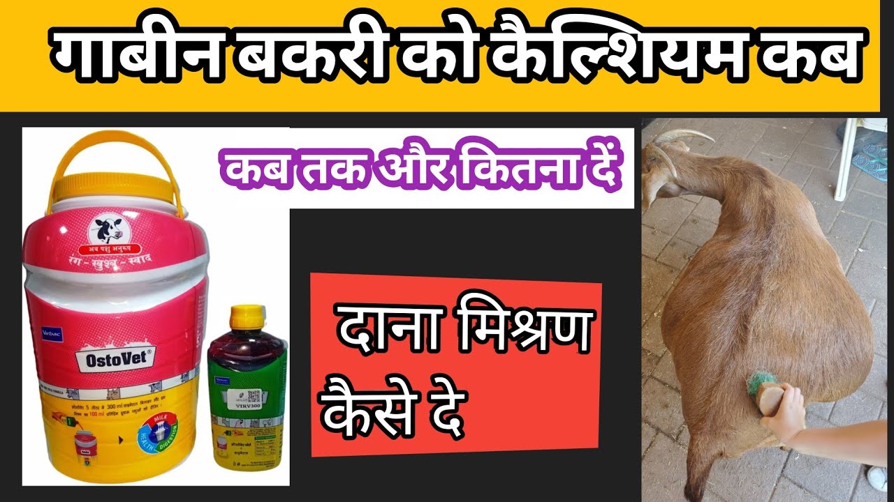 गाबीन बकरी को कितना कैल्शियम दें और कोनसा दाना मिश्रण दें / Bakri ki balance diet / Sabri goat farm