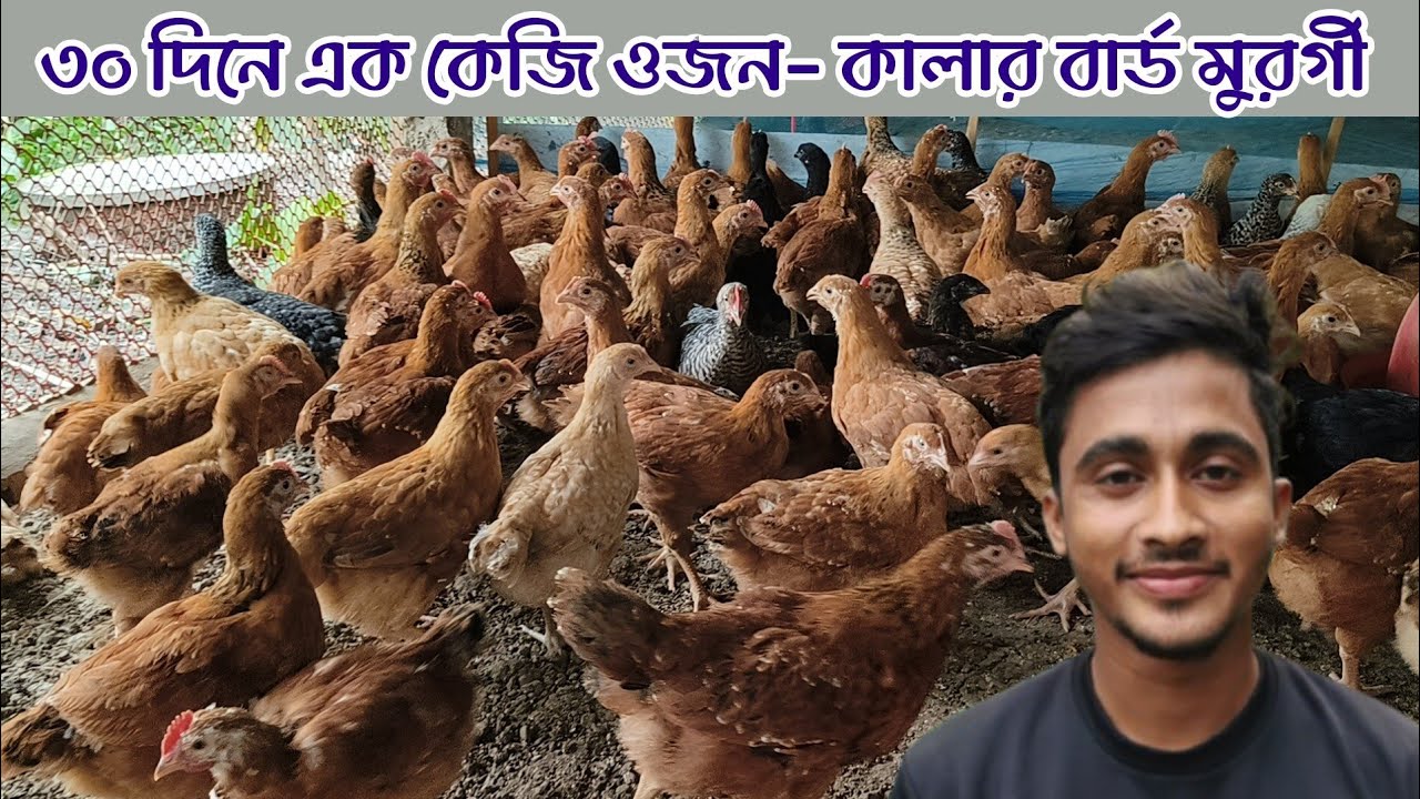 কালার বার্ড মুরগী পালন পদ্ধতি। রোগ কম ও ডিম বা মাংসের জন্য কম খরচে সের জাতের মুরগী। 