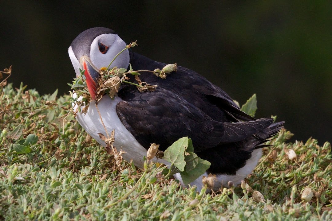 Puffin Nest Building