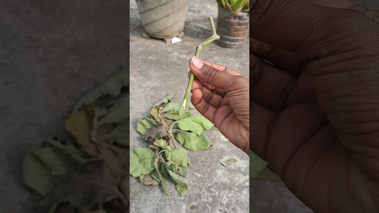 grow this vegetable plants without seeds😲🧐 #trendingshorts #terracegarden #gardening ||59/100days