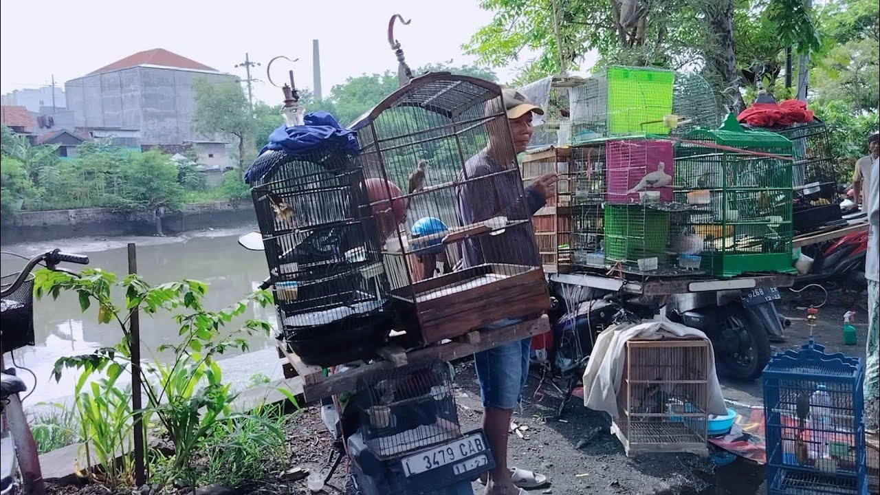 Banyak yg sdh tau harga jadi penjual burung di sini harganya tdk terlalu mahal # PB petekan