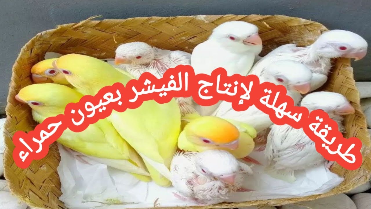 فتح أعشاش طيور الفيشر 😍 والمفاجأة لم تكن متوقعة🥺