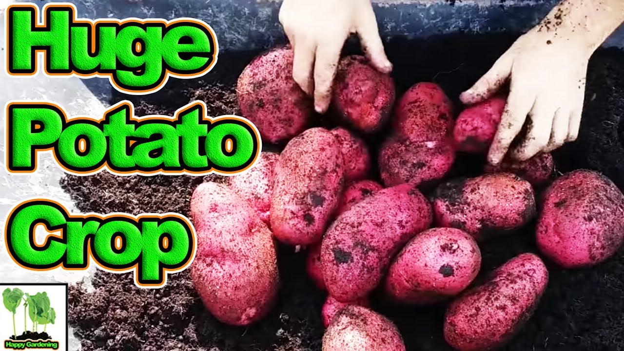 You Won't Believe These Container Grown Potatoes