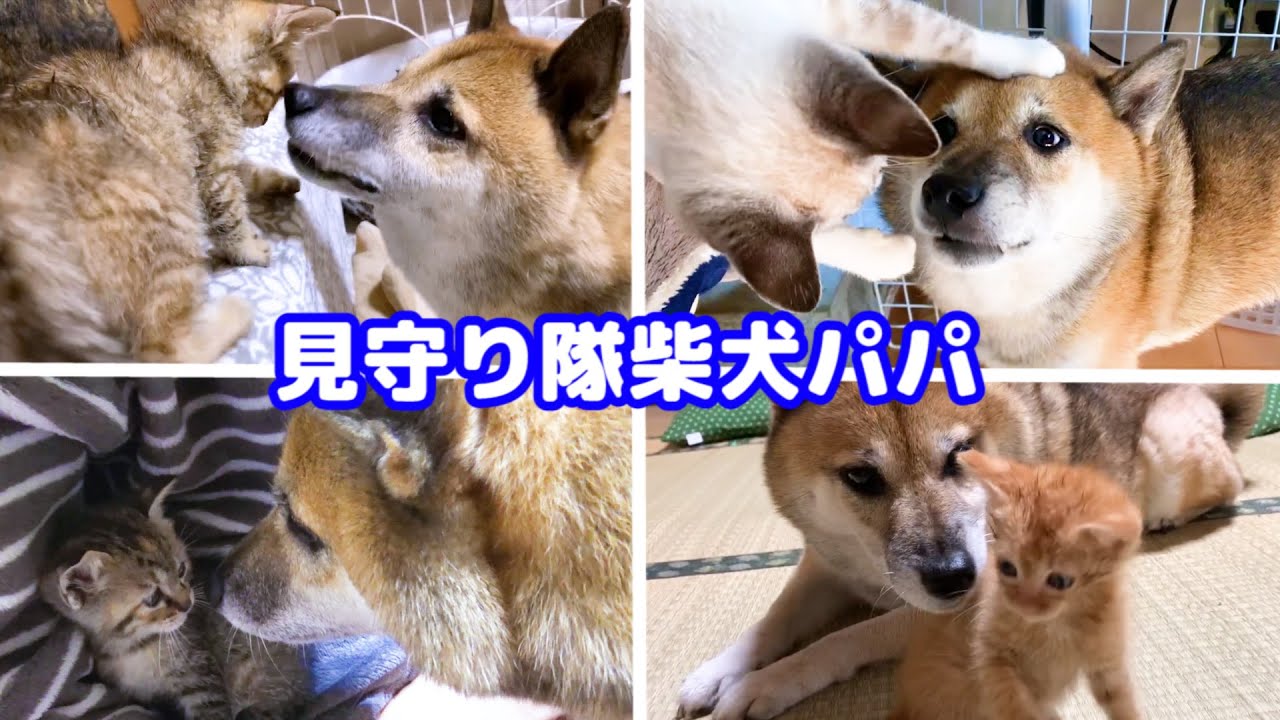 子猫達をずっと見守り続けた柴犬の誕生日♥