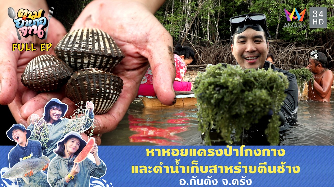 ลุยโคลนหาหอยแครงตัวใหญ่! และสาหร่ายตีนช้าง อ.กันตัง จ.ตรัง | ตามอำเภอจาน | 17 มิ.ย. 68 Full EP