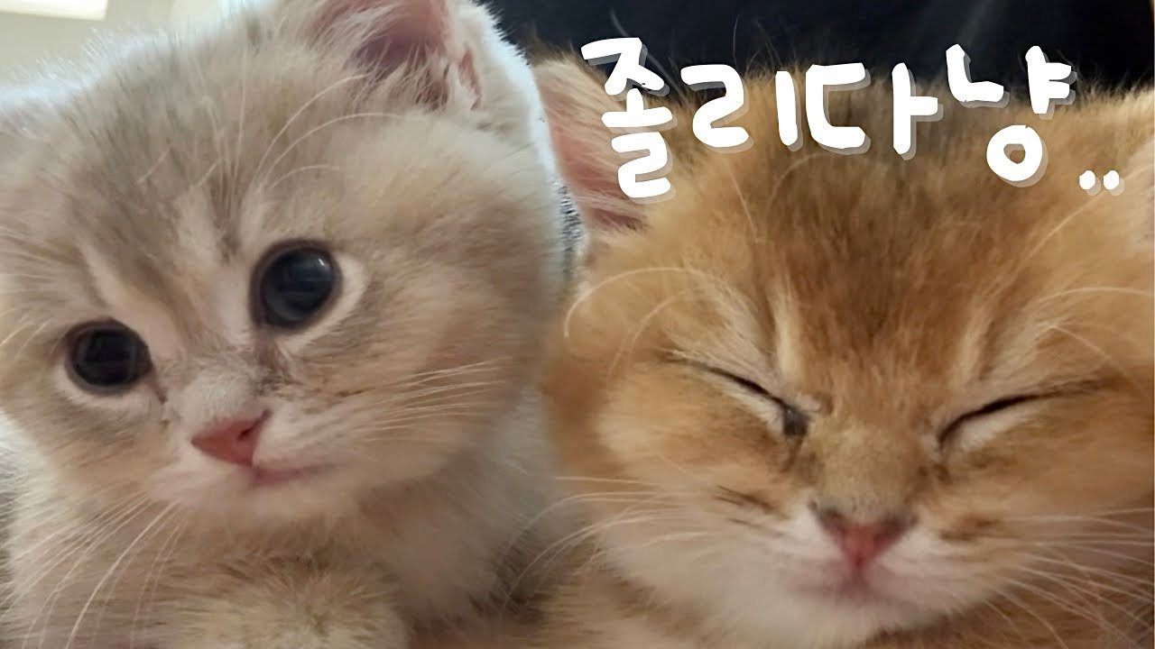 팔자 좋은 새끼 고양이들.. 맨날 먹고 자고 놀고~ 