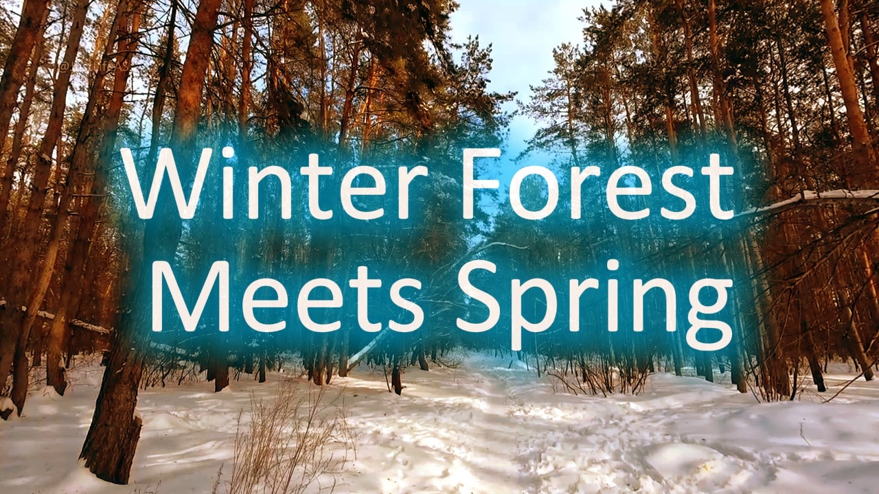 Winter Forest Ambience.