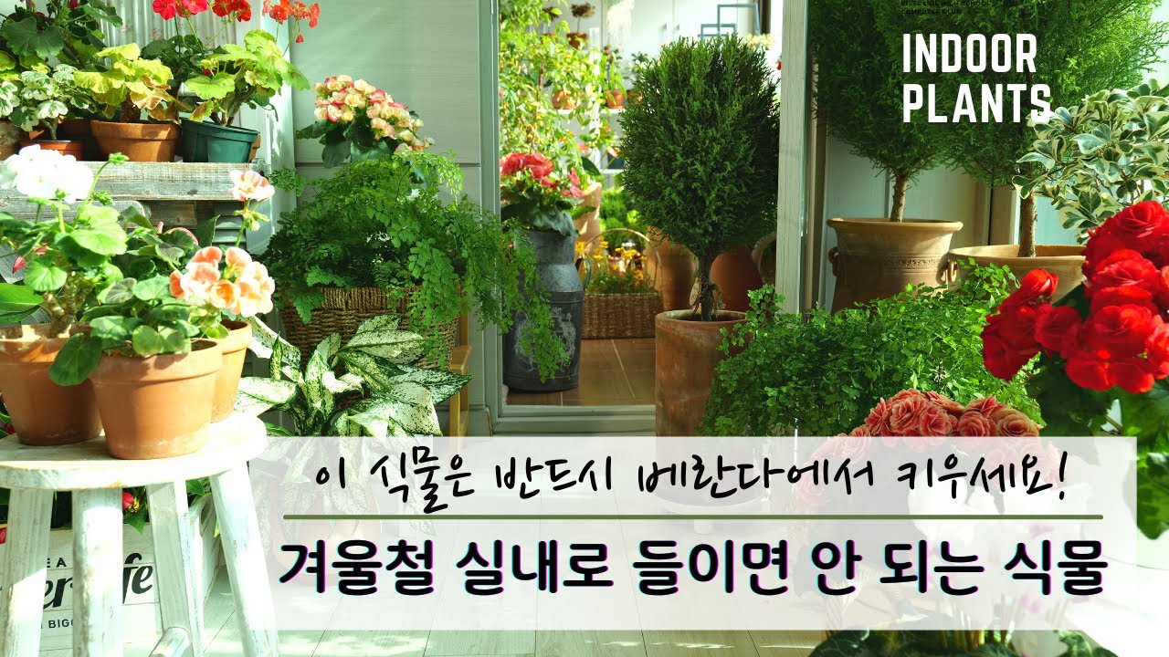 [4K] 겨울철 실내로 들이면 안 되는 식물 /  반드시 베란다에서 키워야 하는 식물 / 실내에서 키우기 힘든 식물 /수제 토분 언박싱