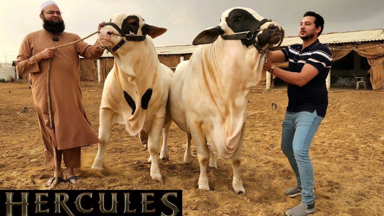 Syed Cattle Farm - Dangerous Bulls - Brahman Bulls 2024 - Karachi Mandi 2023 -Bakra Mandi 2024