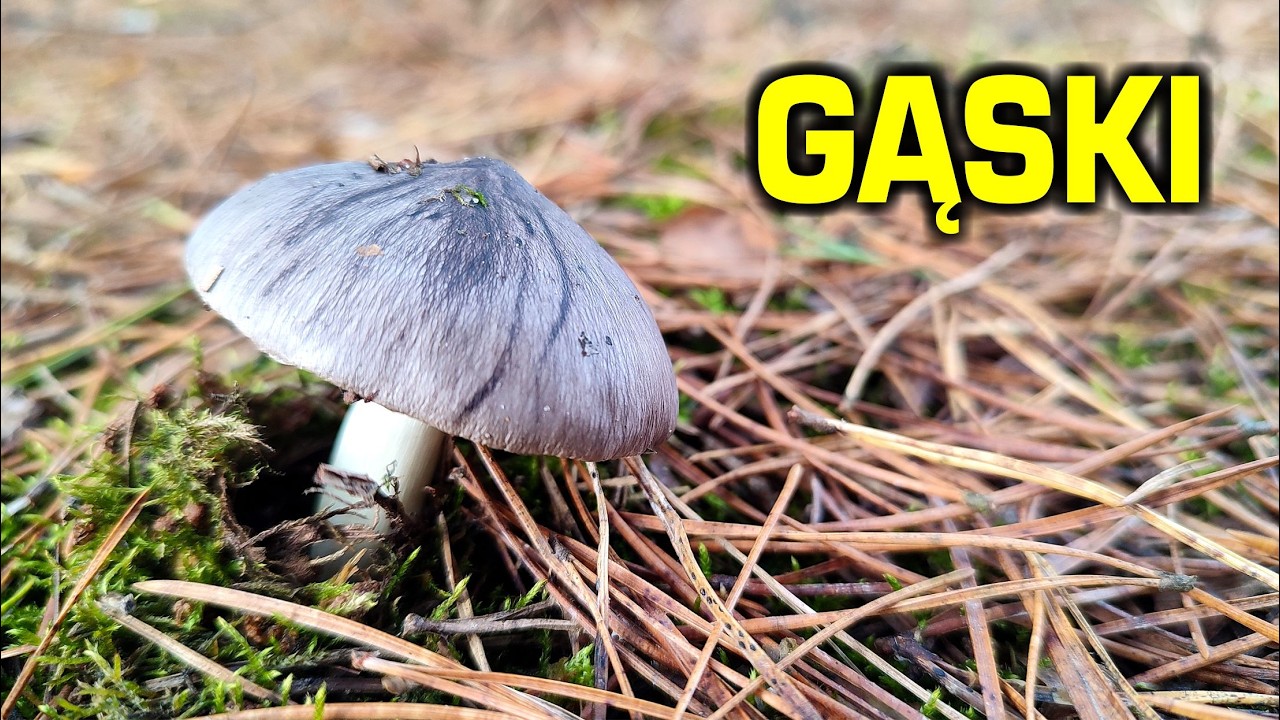 GRZYBOBRANIE 2025 - gąski i rosół z gąski