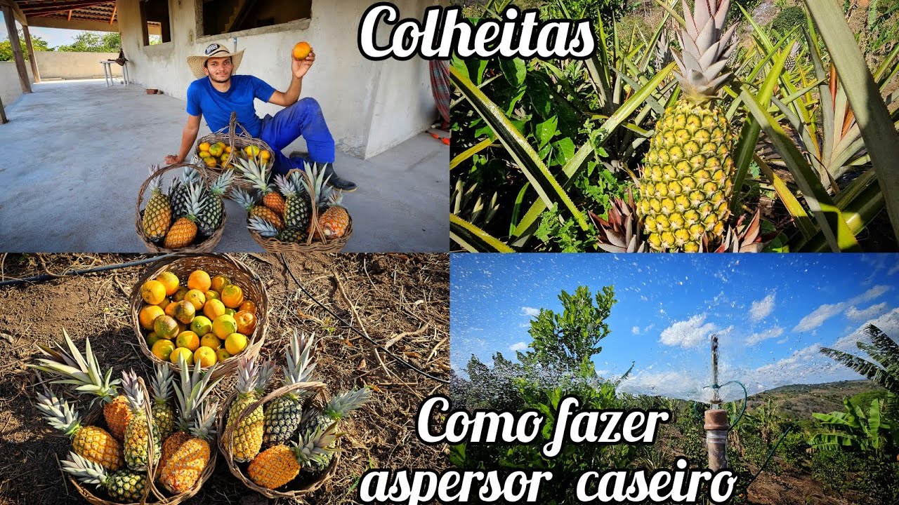 Tempo de muito sol quente  aqui no sítio 🥵//molhando a plantação  e COLHEITA de abacaxi  e laranja 