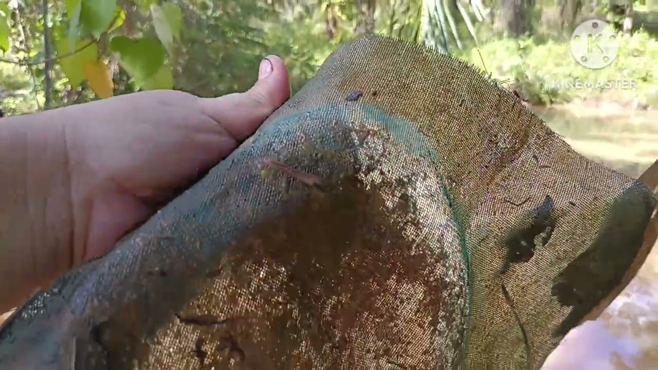 Temankan bosku ganti saringan paip pembuangan air & menjala ikan keli di kolam. 