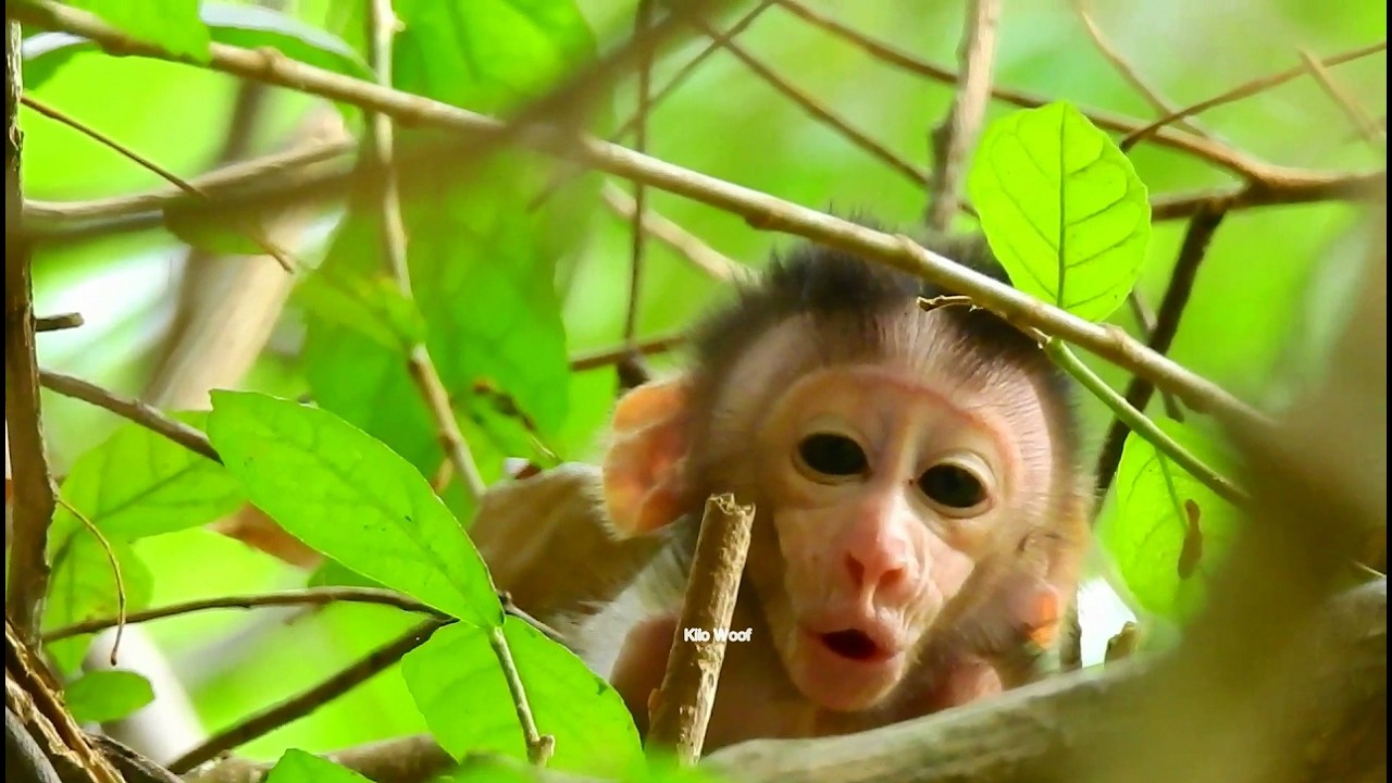 Little cute BB monkey cry on the tree