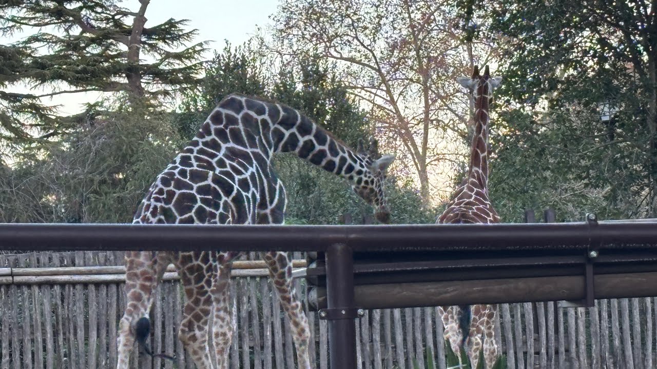 Aida David Vlogs is live! Zoo in Rome 