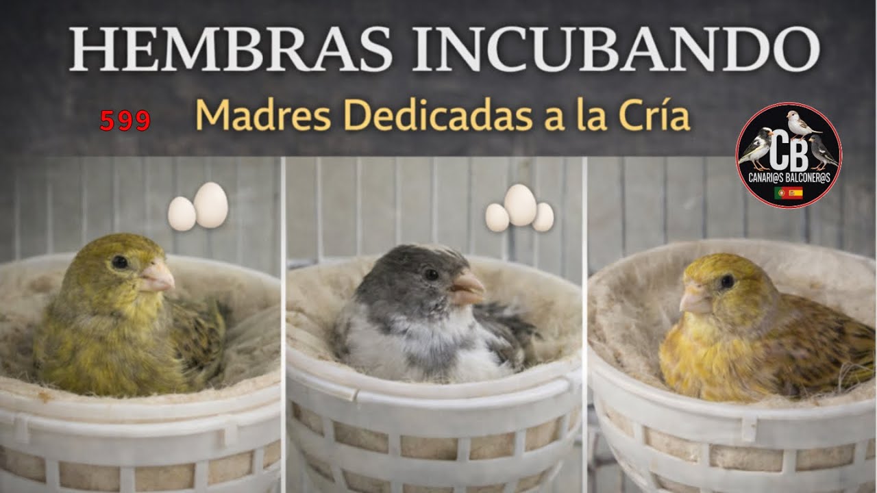 Enseñó las HEMBRAS en el nido-timbrados-BRUNO-pio vaca-plata-oro -CANARIOS balconero cria ¿isabelas?