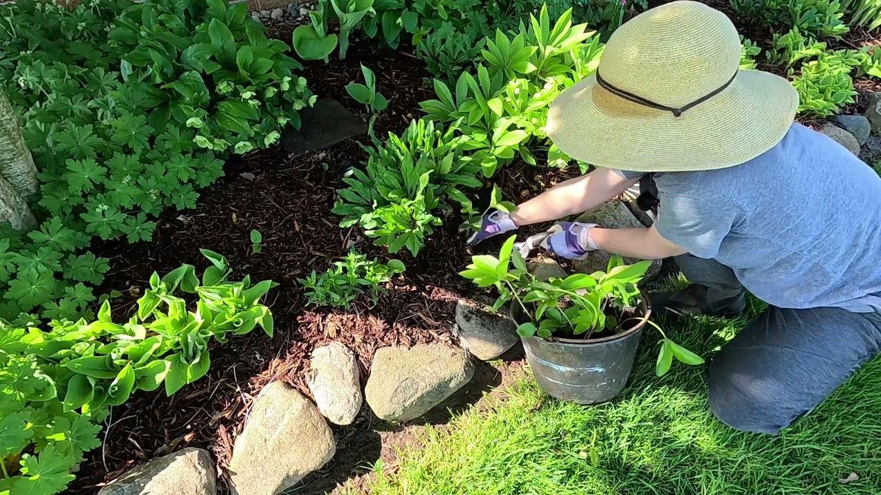Planting Glenda's Gloss & Molly's White Hellebores & Transplanting Hellebore Babies 🪷🤩🪷