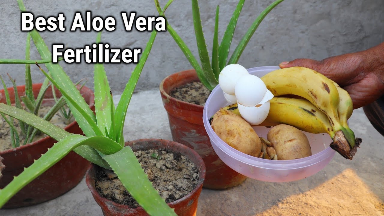 Natural Fertilizer for Aloe Vera plant to grow faster || Organic fertilizer for Aloe Vera plant