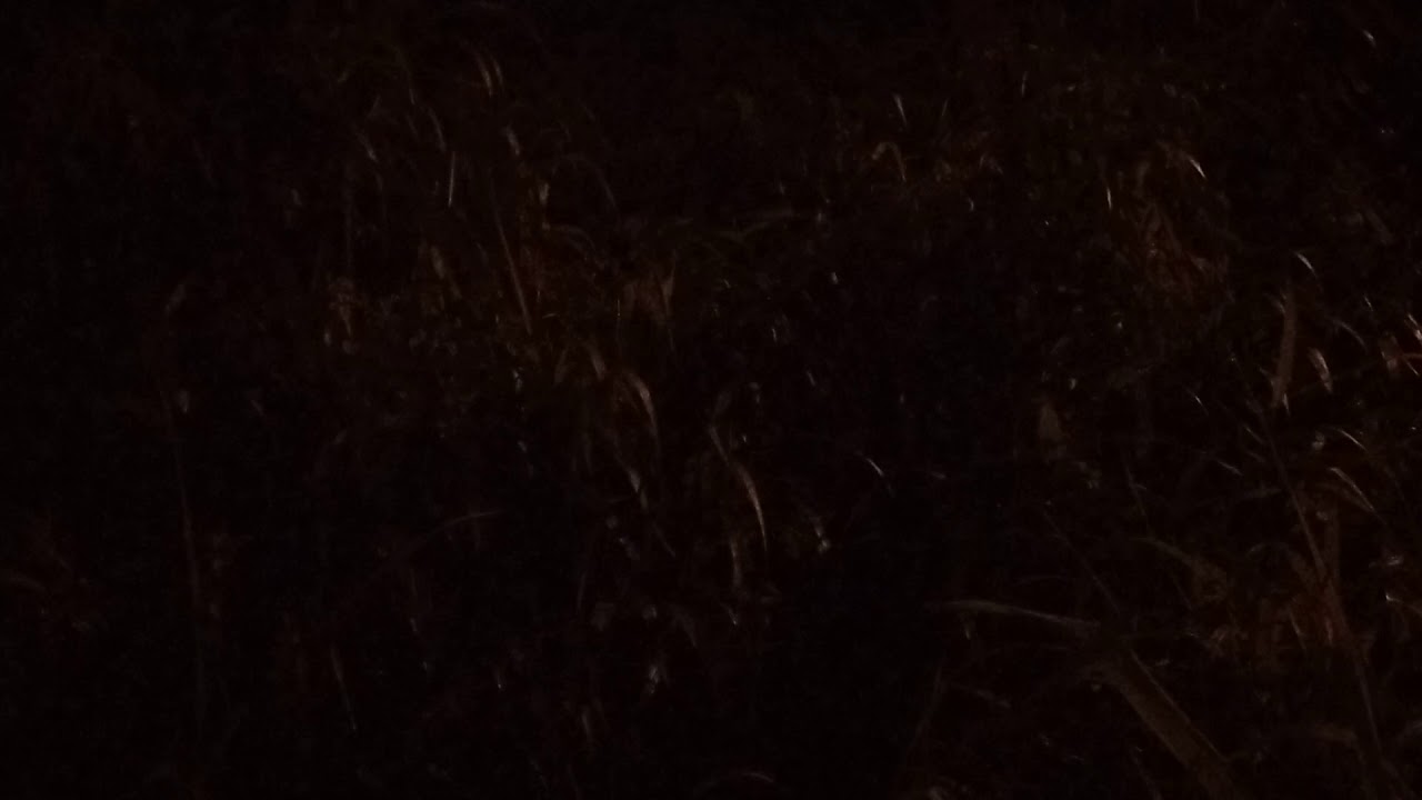 Night sounds of Martinique