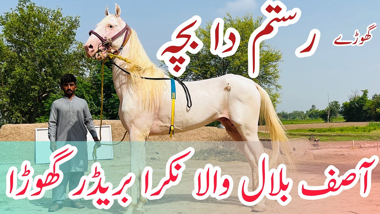 Best Stallion in Punjab || Asif Balal wala Nukra Breeder