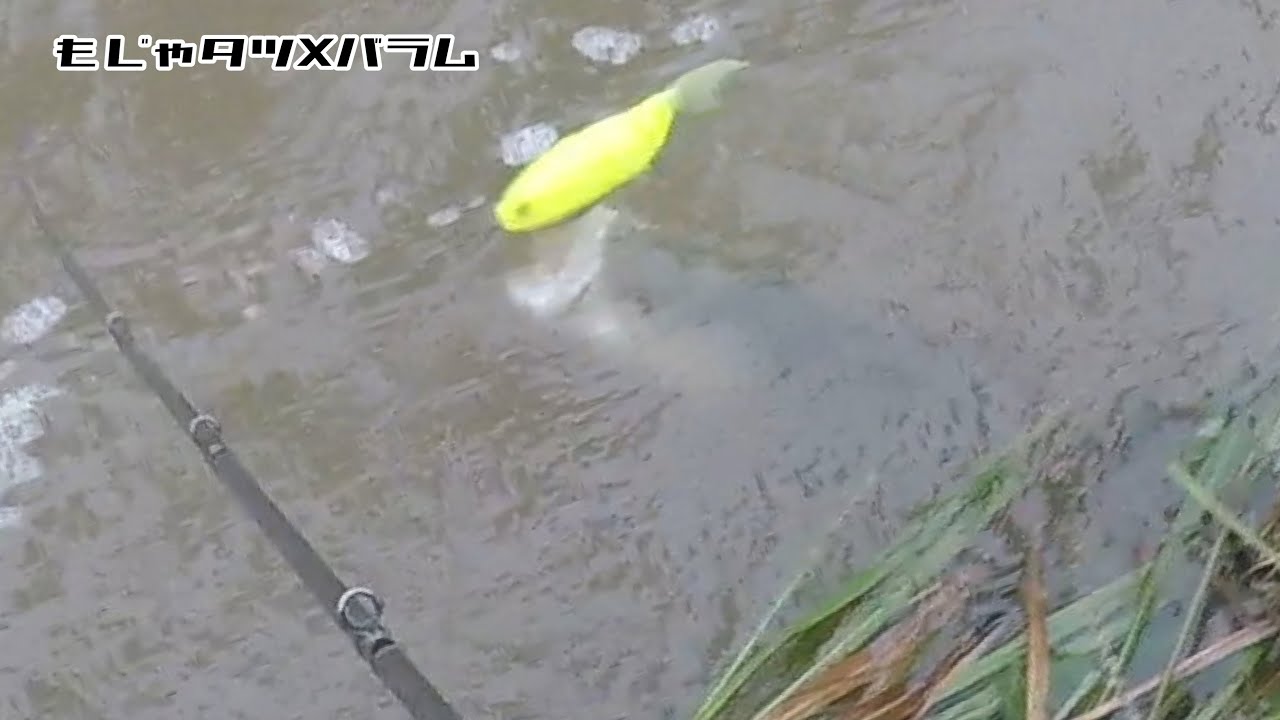 【衝撃映像】秋のビッグベイトシーバス×バラム245(BALAM245)でシーバスが連発。の巻