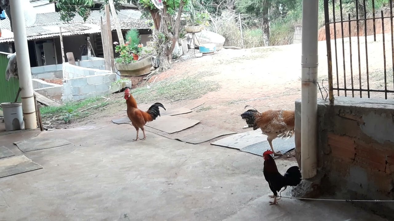 Meu Garnize amarrado brigando com dois galos