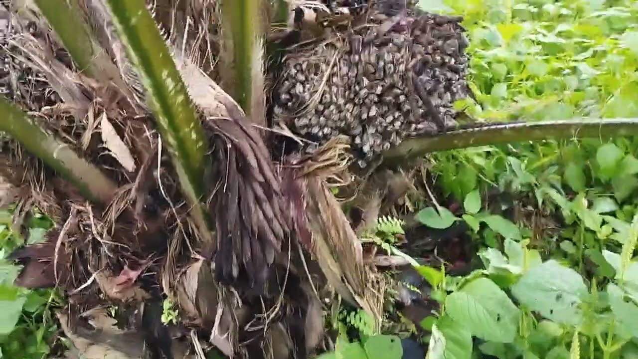 Kebun sawit.....🥰🥰🥰🥰