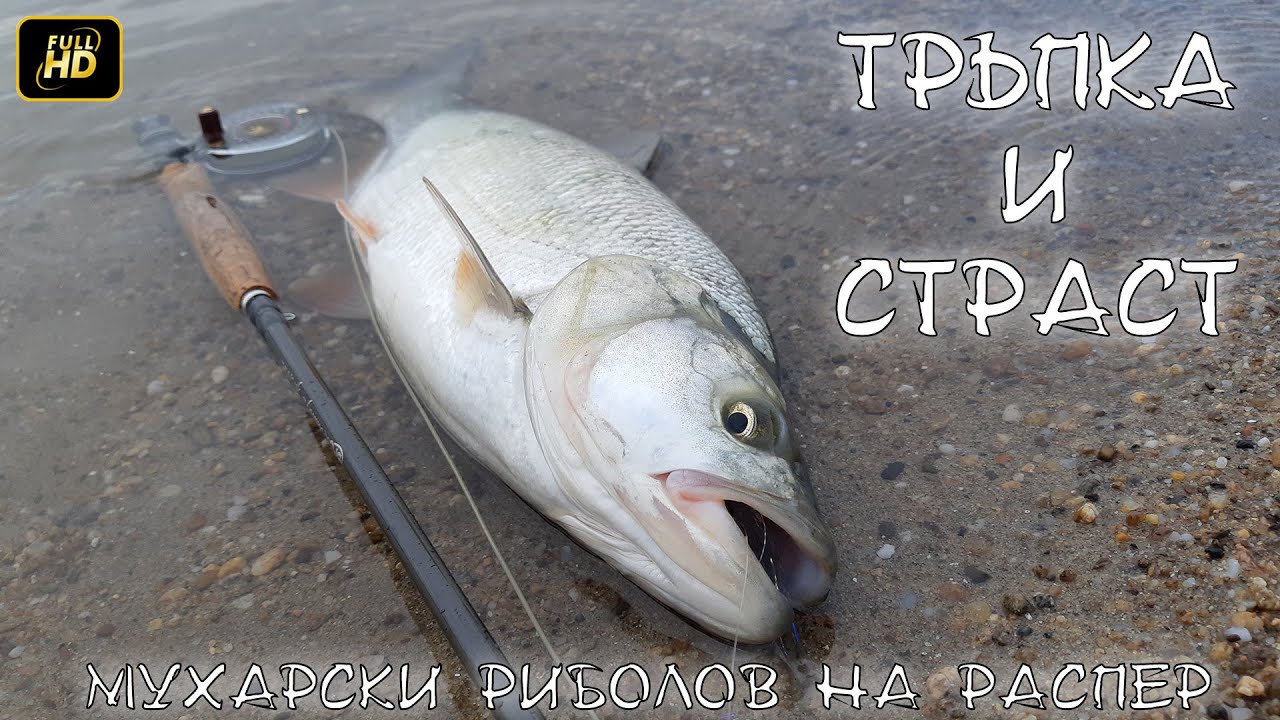 Тръпка и Страст - Мухарски риболов на распер