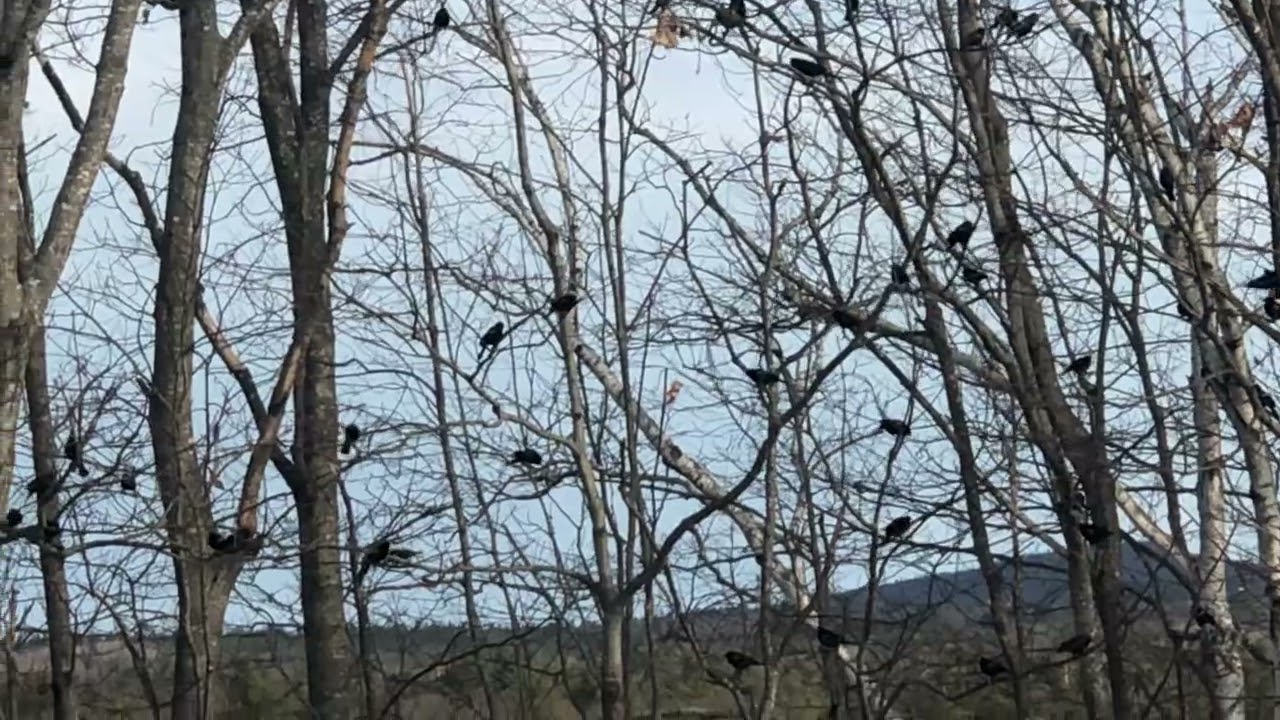 Flock of beautiful black birds 🐦‍⬛ #birds 