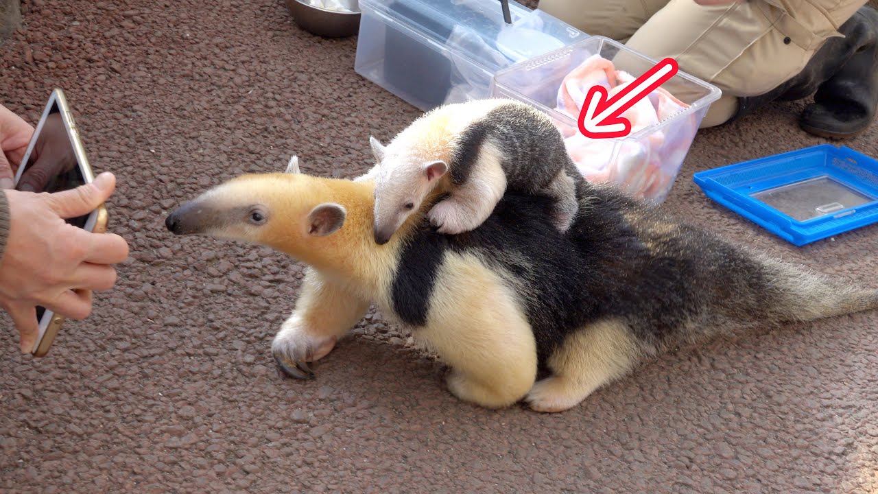 Southern tamandua baby💕ミナミコアリクイの赤ちゃん「トト」をおんぶするお兄ちゃん💕 伊豆シャボテン動物公園・ミナミコアリクイ公開授乳後の様子!