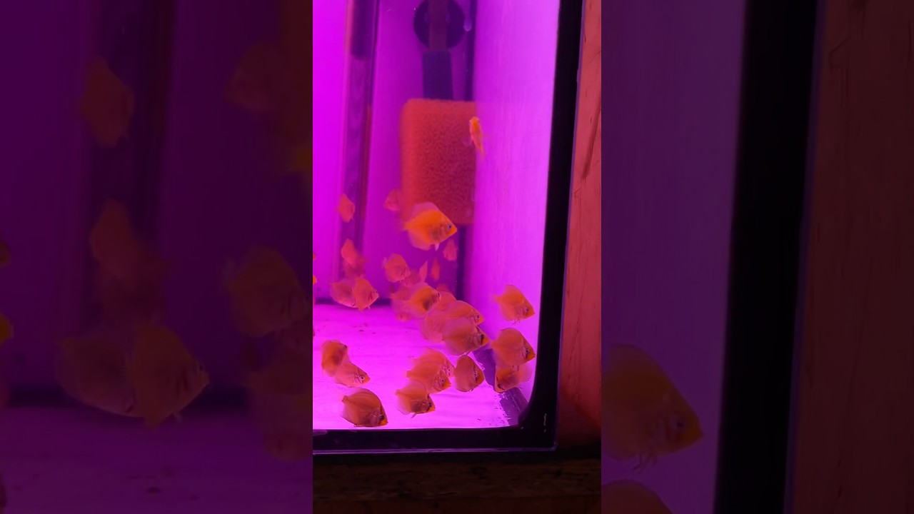 Potassium permanganate treatment for my baby discus fish 