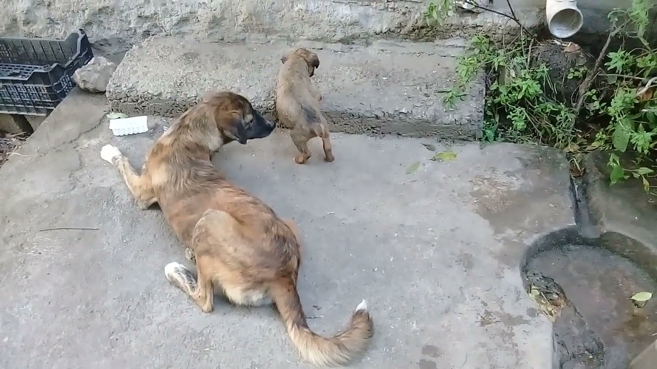 Small cute Stray pup was hungry/drinking milk/Brown Stray pup playing/fighting/Mountain village/uk
