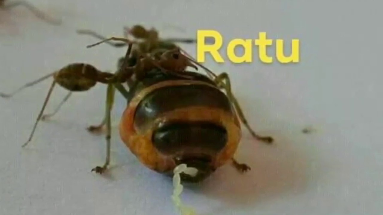 No 16  FUNGSI  RATU SEMUT KROTO DALAM  KOLONI SEMUT 🐜 🐜