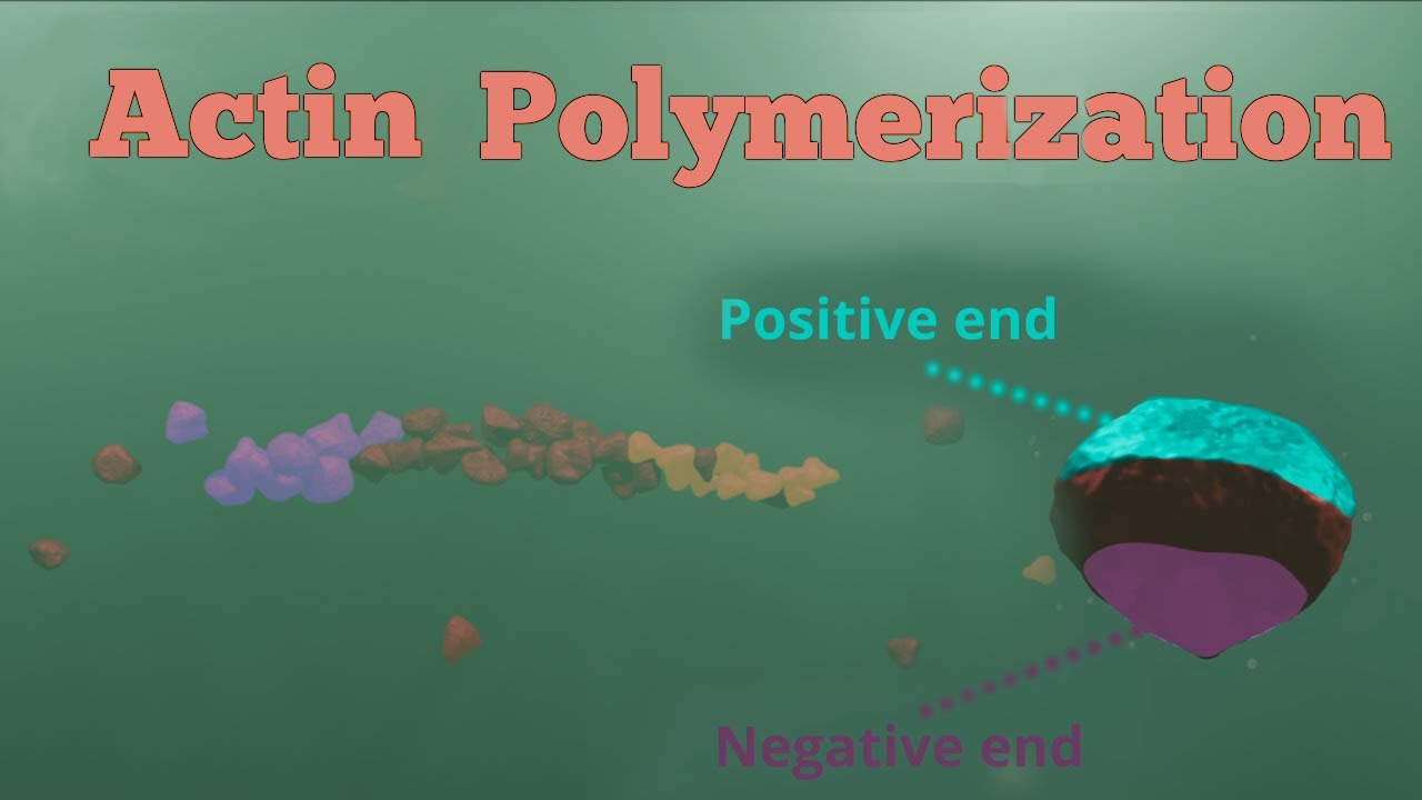 Actin Polymerization