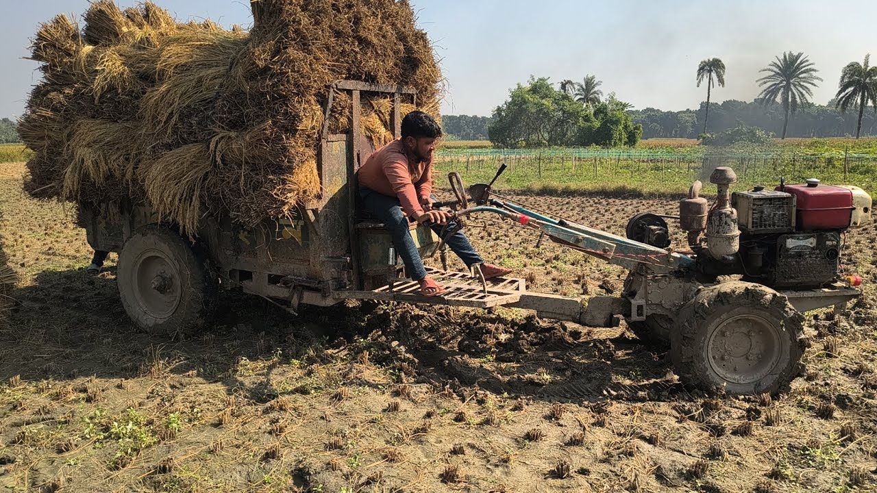 Heavy load rice Power tiller | Farmers are picking Paddy from the field with power tiller tractor |