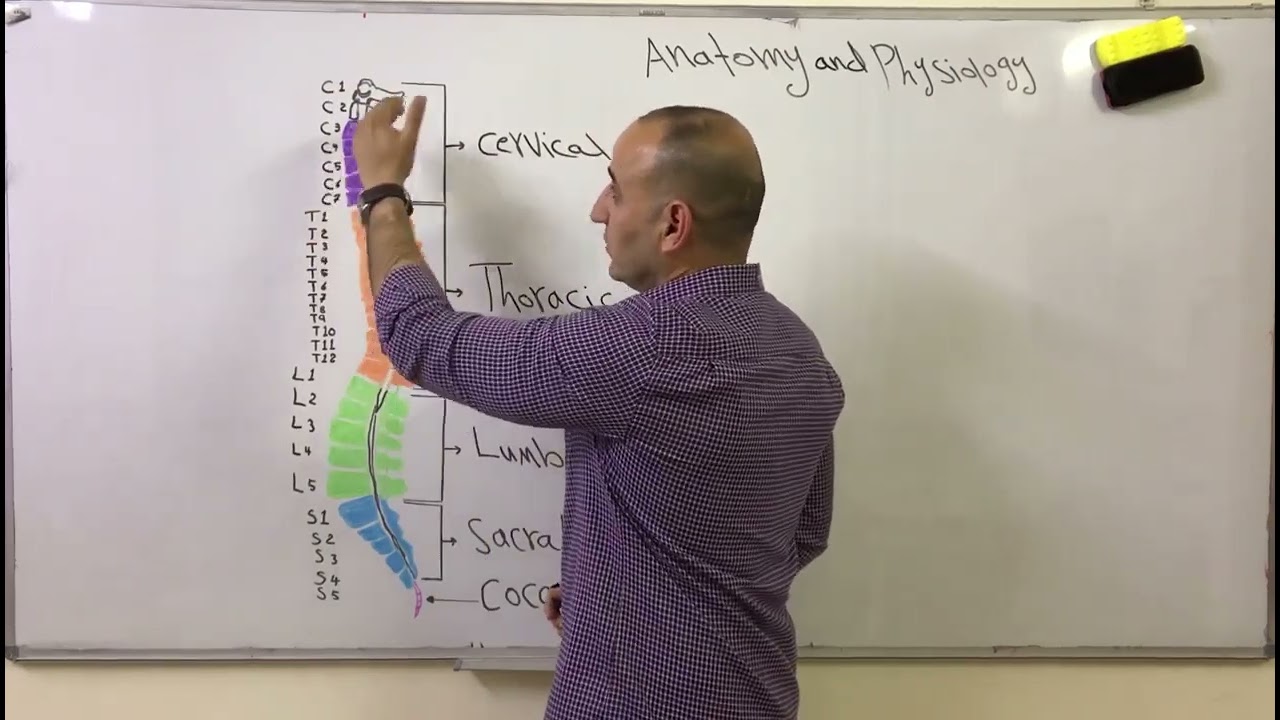 تشريح وفسلجة العمود الفقري Anatomy and physiology of vertebral column