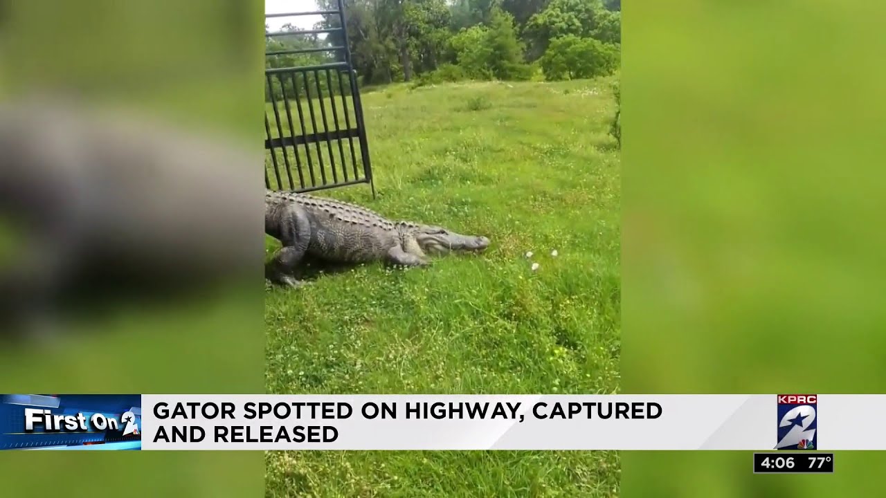 Gator spotted on highway, captured and released
