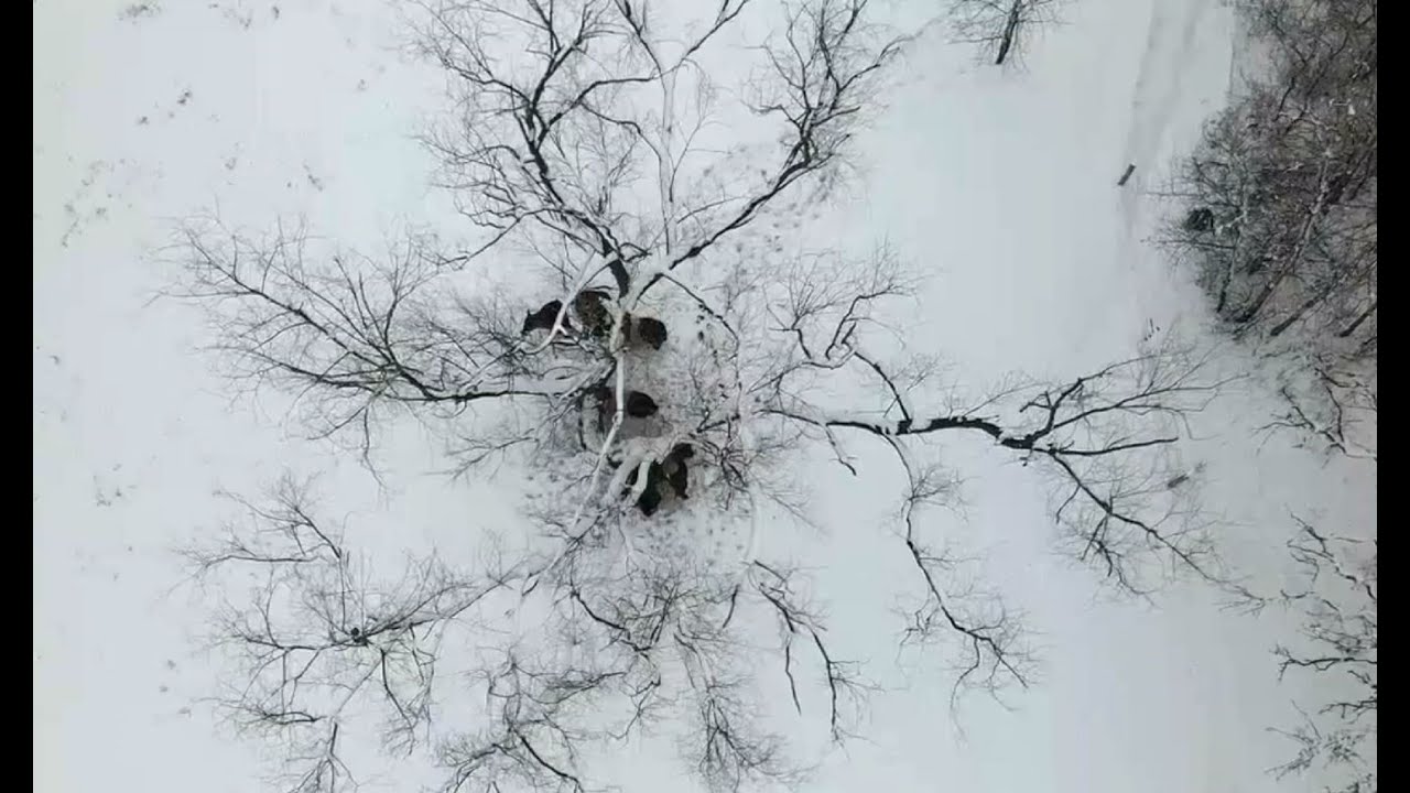 Looking at the Belted Galloway cattle from the tree tops | Belted Galloway Homestead